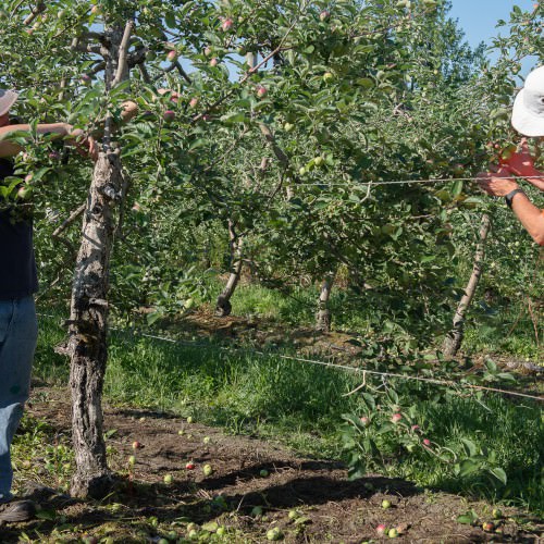 Éclairsissage des pommiers au Verger Gros Pierre Compton