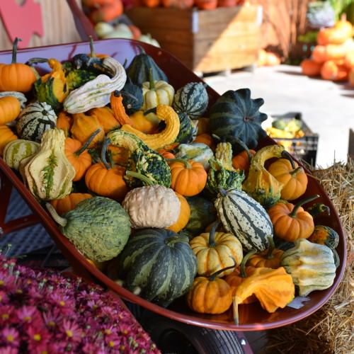 Courges