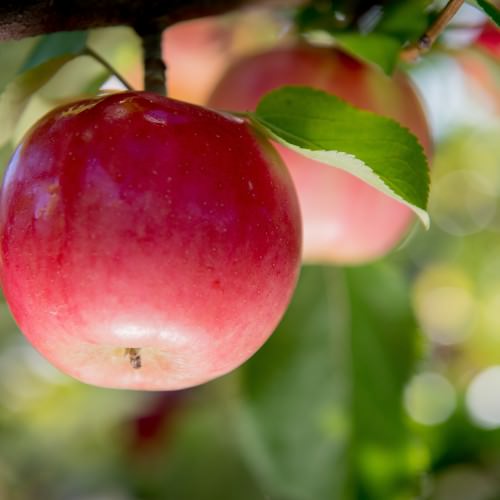 Cueillette de pomme à Compton Coaticook