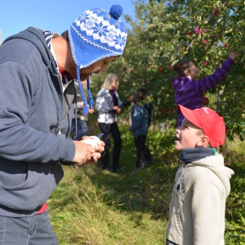 Autocueillette de pommes au Verger Gros Pierre de Compton
