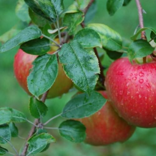 Verger Gros Pierre,Compton,Honeycrisp,