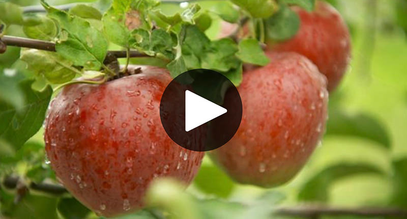 Radio-Canada L'Épicerie