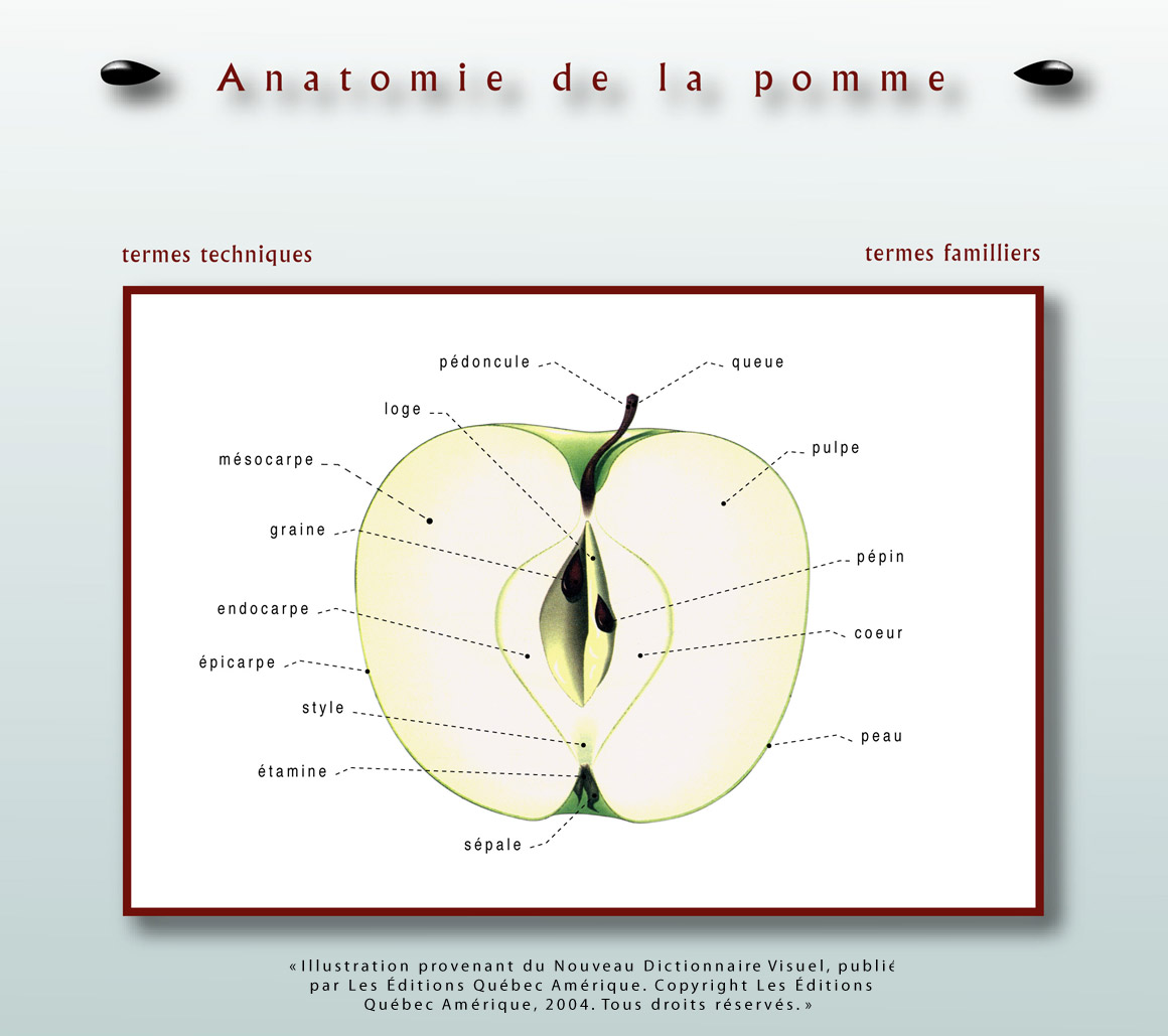 L'anatomie de la pomme