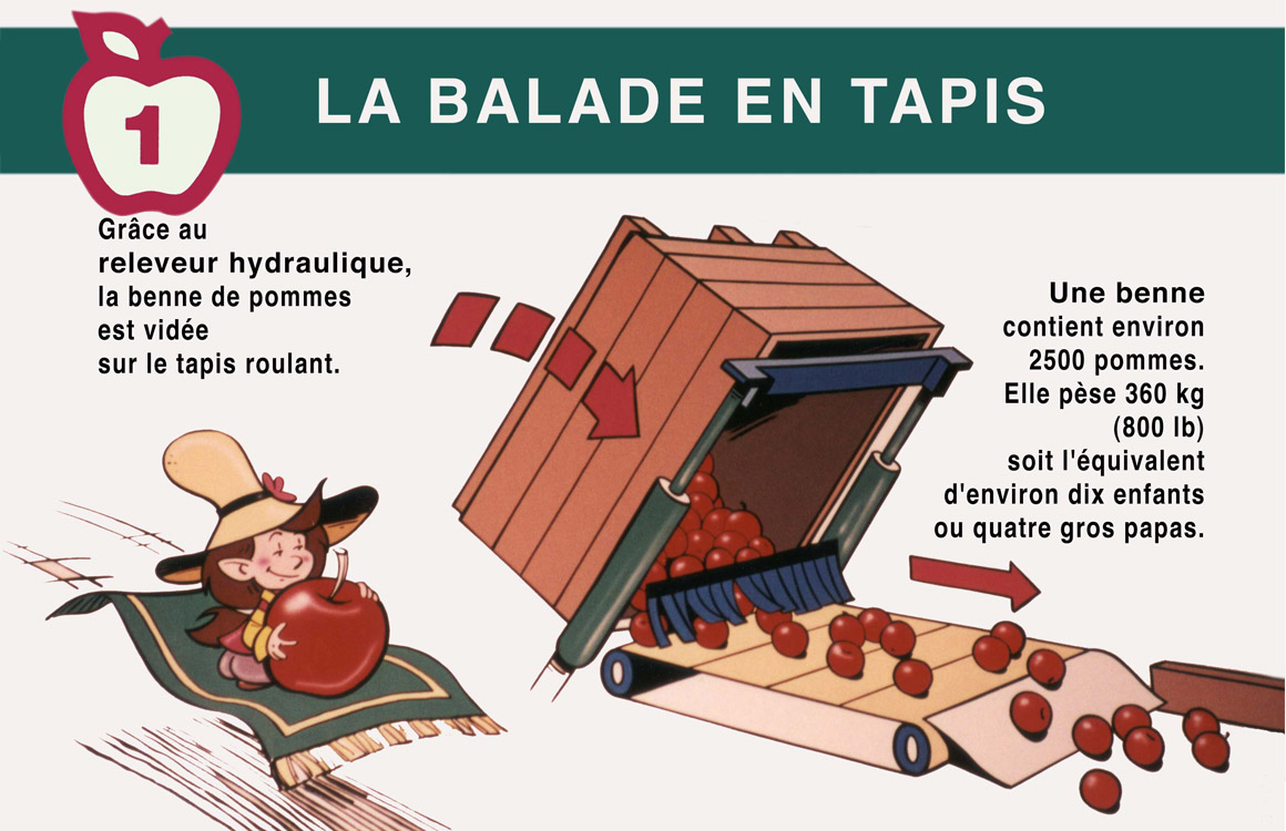 La balade en tapis. Grâce au releveur hydraulique, la benne de pommes est vidée sur le tapis roulant. Une benne contient environ 2500 pommes. Elle pès 360 kg (800 lb) soit l'équivalent d'environ 10 enfants ou quatre gros papas.
