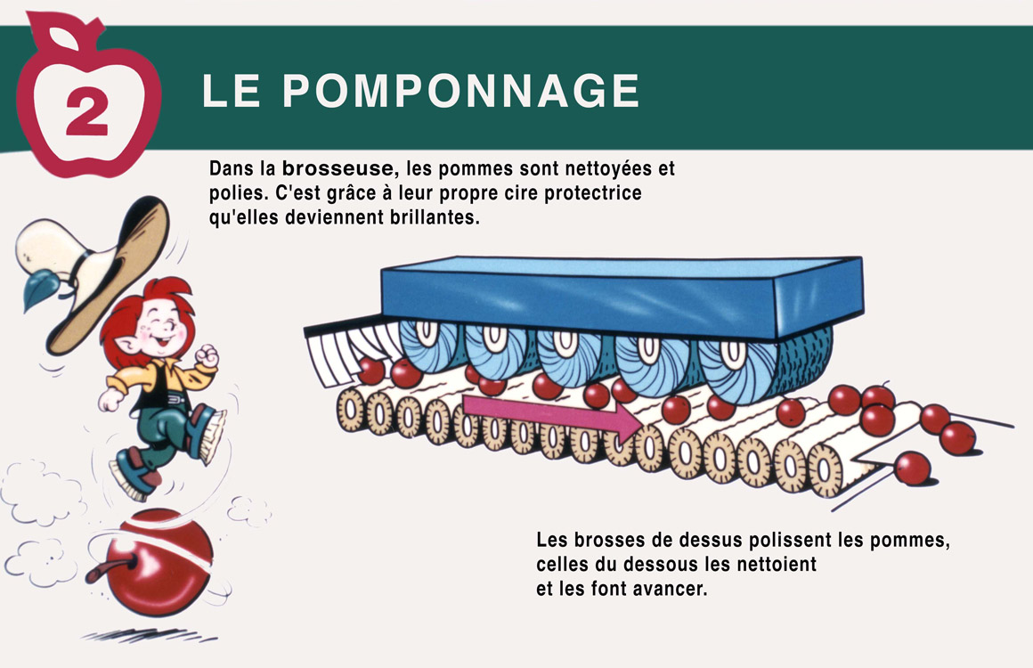 Le pomponnage. Dans la brosseuse, les pommes sont nettoyées et polies. C'est grâce à leur propre cire protectrice qu'elles deviennent brillantes. Les brosses de dessous polissent les pommes, celles du dessous les nettoient et les font avancer.