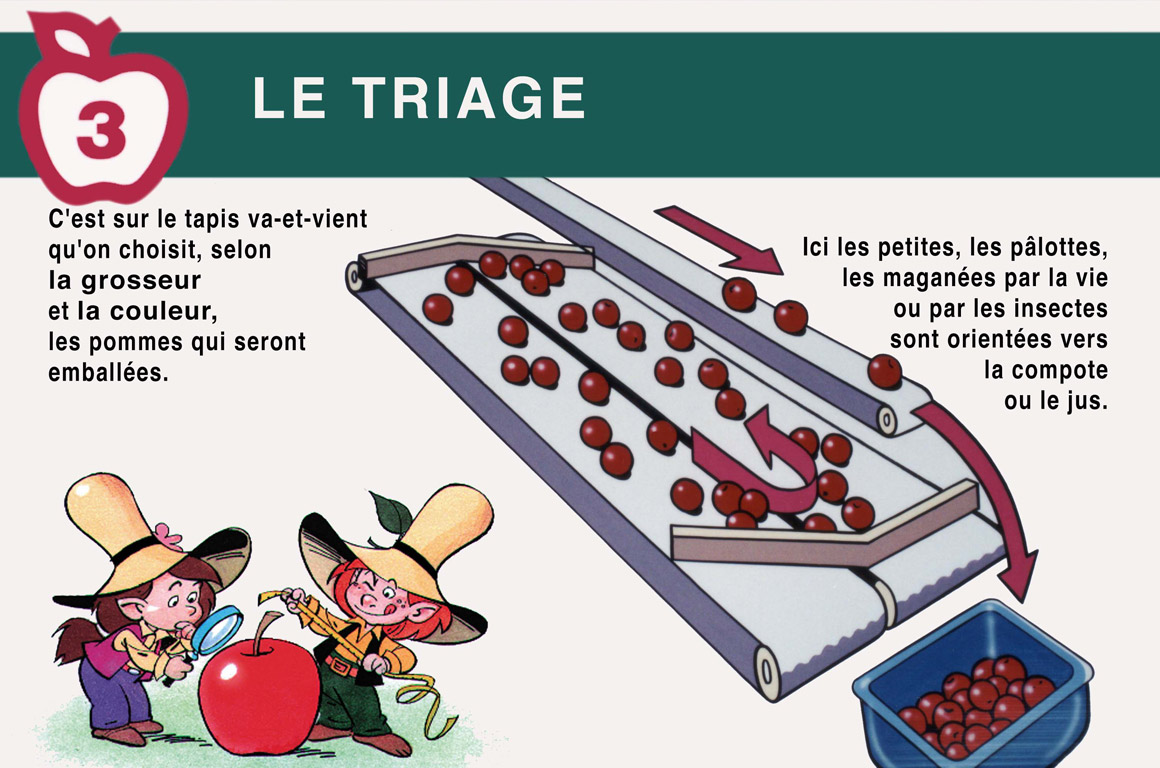 Le triage. C'est sur le tapis va-et-vient qu'on choisit, selon la grosseur et la couleur les pommes qui seront emballées. Ici les petites, les pâlottes, les maganées par la vie ou par les insectes sont orientées vers la compote ou le jus.