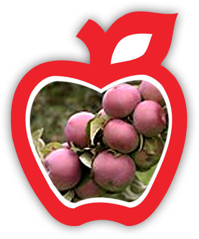 Cueillir Pomme Lobo Cueillir Pomme Lobo